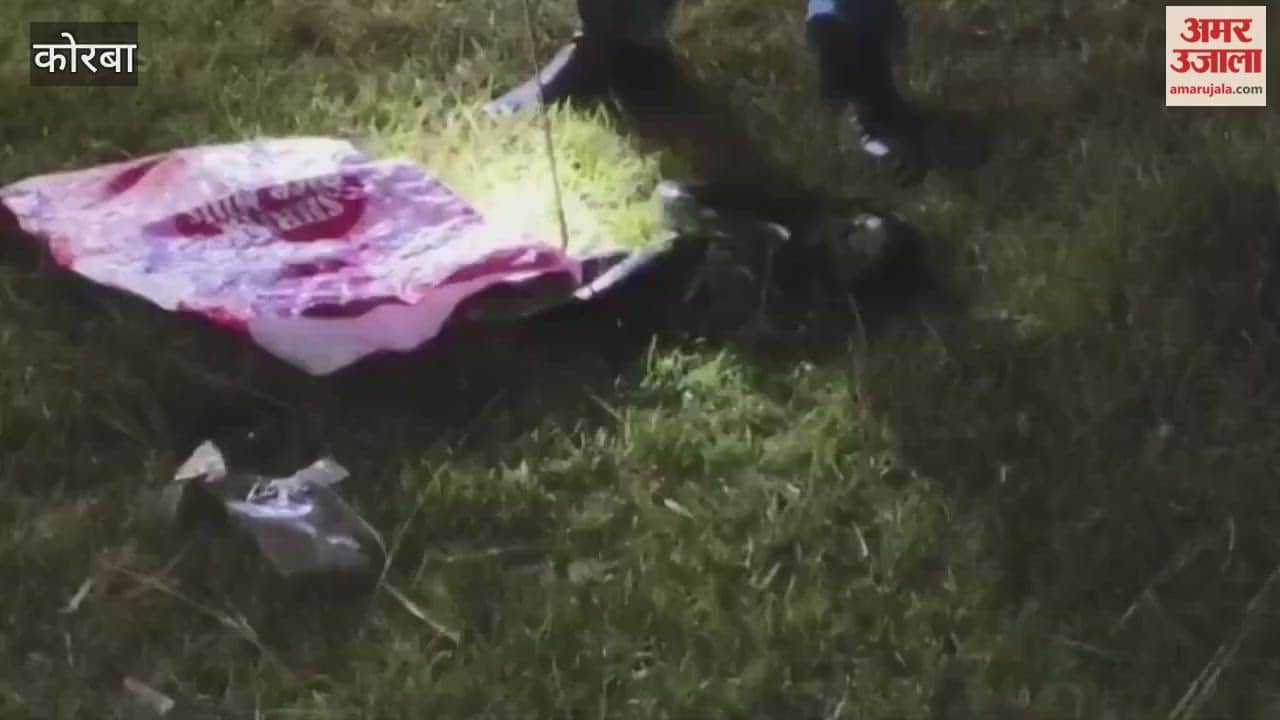 Video An eight-foot-long python appears in  field