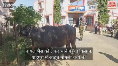 A unique incident in Shahpura: a farmer arrived at the police station with an injured buffalo