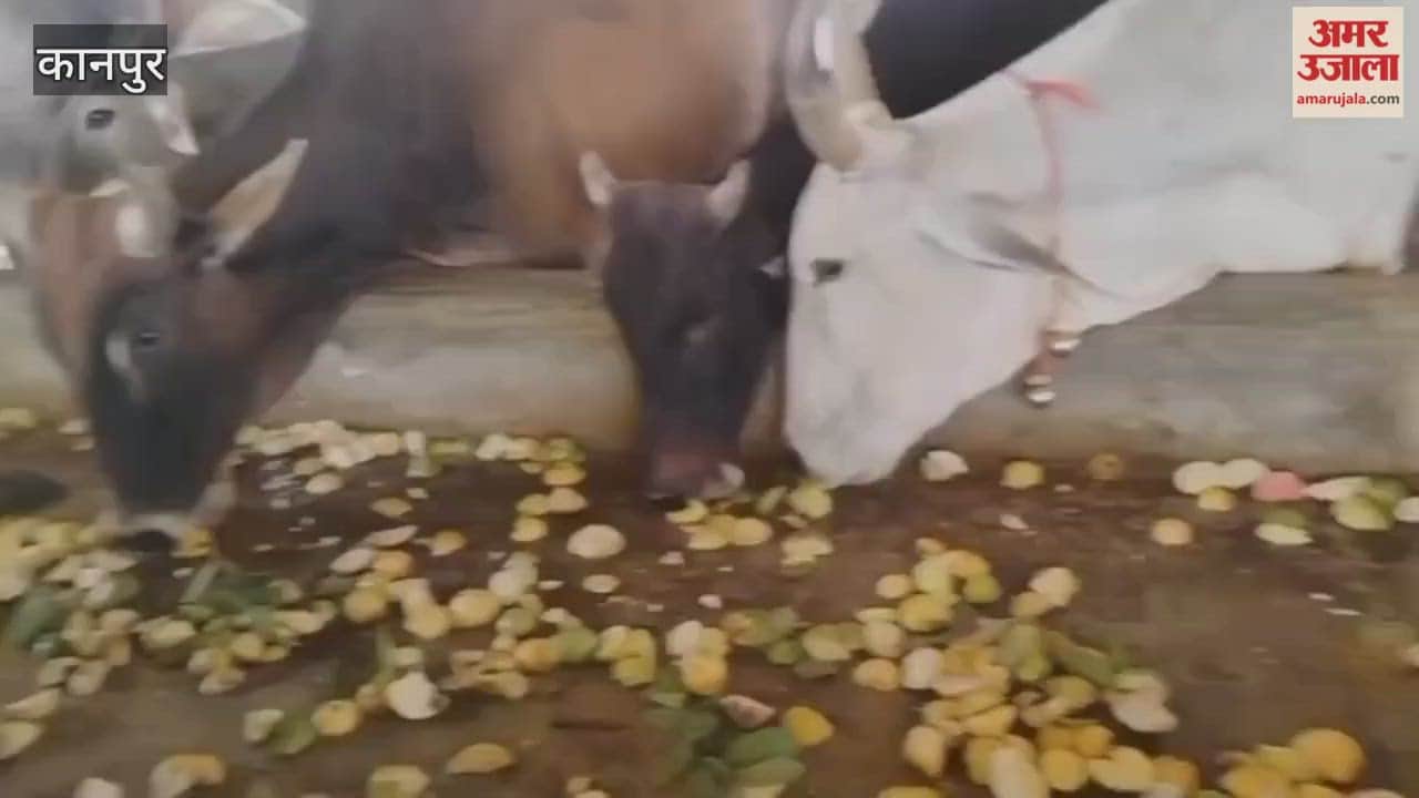On Utpanna Ekadashi, cows were fed guavas and bananas at the Kanha Gaushala