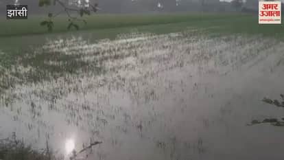 Farmers' hard work was wasted due to a canal breach in Ghatkotra village, Jhansi. Crops were destroyed as fields were submerged.