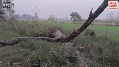 Meerut: Government trees worth lakhs of rupees are being destroyed along the roadside, the forest department remains unnoticed