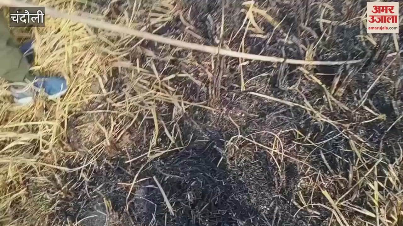 Seven acres of paddy crop burnt to ashes due to sparks from burning stubble