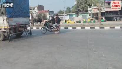 Stray animals create panic on Padav-PDDU Nagar six-lane increasing risk of accidents