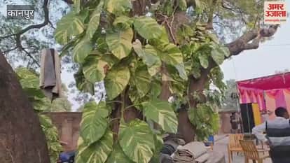 Such a large money plant leaf! You'll be amazed.