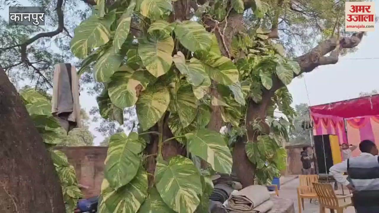 Such a large money plant leaf! You'll be amazed.