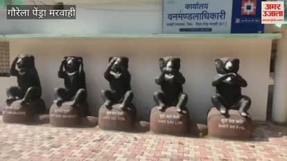 large leopard was seen crossing road near Marwahi Nature Camp