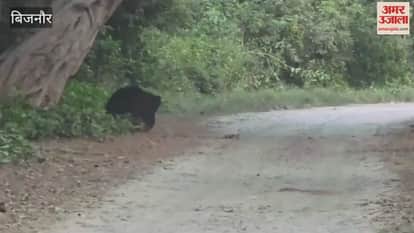 Bijnor: A female bear was seen roaming with her cubs in Kalagarh, tourists were thrilled to see it