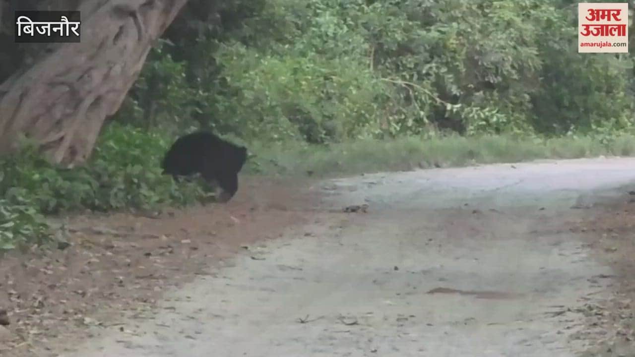 Bijnor: A female bear was seen roaming with her cubs in Kalagarh, tourists were thrilled to see it