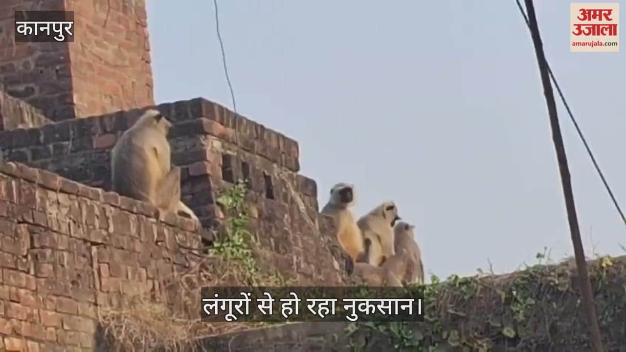 कानपुर: भीतरगांव में लंगूरों का आतंक, टीनशेड और पानी की टंकियां तोड़ रहे