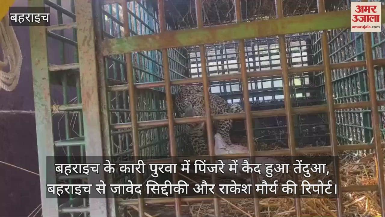 Video : बहराइच के कारी पुरवा में पिंजरे में कैद हुआ तेंदुआ, बहराइच से जावेद सिद्दीकी और राकेश मौर्य की रिपोर्ट