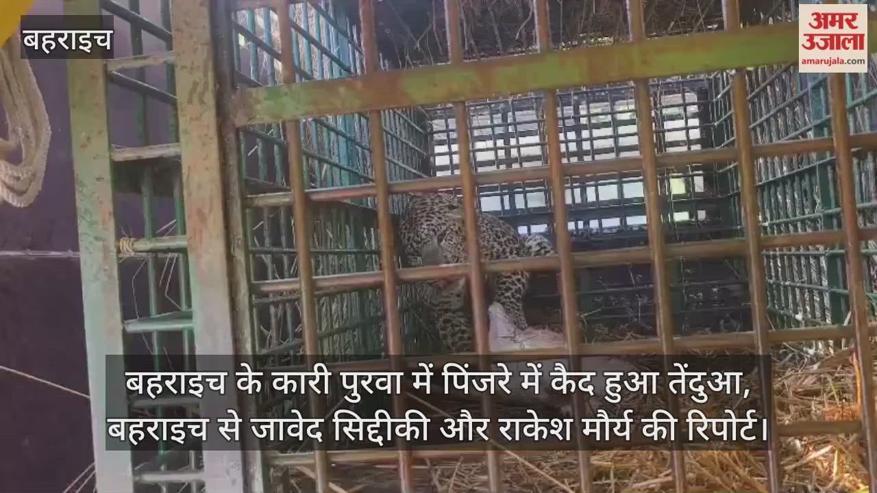 Video : बहराइच के कारी पुरवा में पिंजरे में कैद हुआ तेंदुआ, बहराइच से जावेद सिद्दीकी और राकेश मौर्य की रिपोर्ट