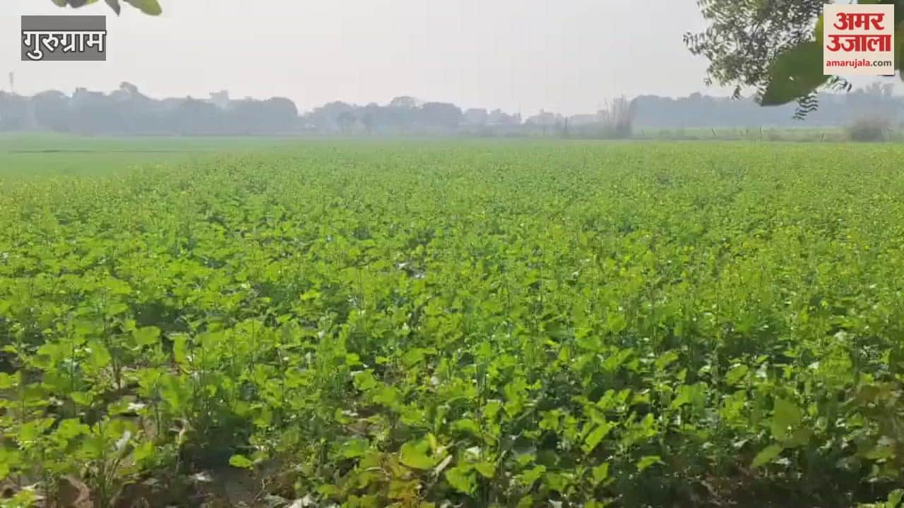 Video Flourishing wheat and mustard crops in Pataudi