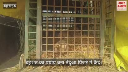 बहराइच में दहशत का पर्याय बना तेंदुआ पिंजरे में कैद, ग्रामीणों ने ली राहत की सांस