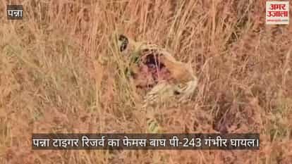 Panna Tiger Reserve's famous tiger P-243 is seriously injured