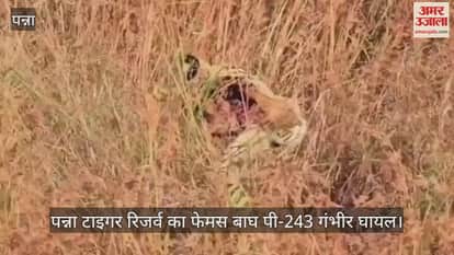 Panna Tiger Reserve's famous tiger P-243 is seriously injured
