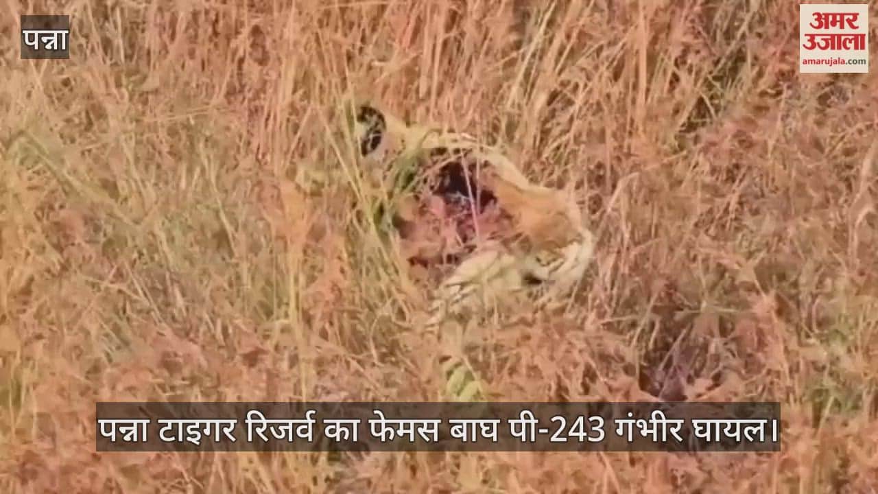 Panna Tiger Reserve's famous tiger P-243 is seriously injured