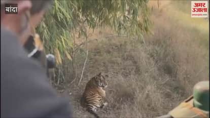 Banda: A tiger from the Panna Tiger Reserve was found seriously injured
