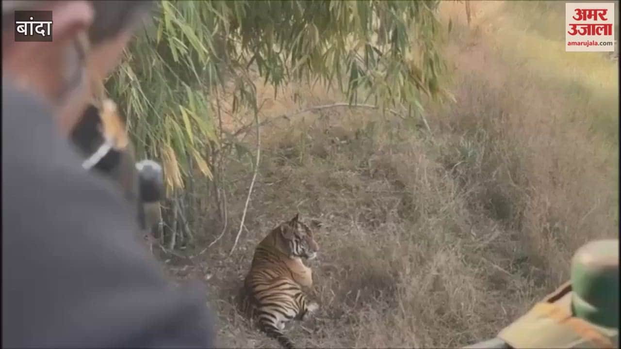 Banda: A tiger from the Panna Tiger Reserve was found seriously injured