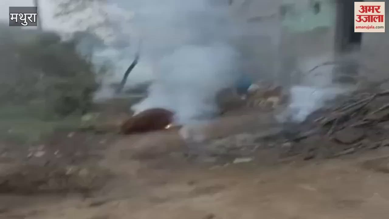 Cow Electrocuted After Power Line Snaps in Bhadravan Village