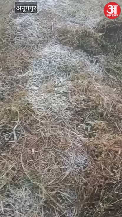 MP Weather: Heavy frost in Amarkantak, a white sheet of snow covered ground in morning, watch video