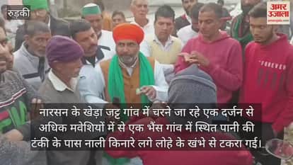 Buffalo died after colliding with an electric pole in Narsan, leading to protests by villagers Roorkee