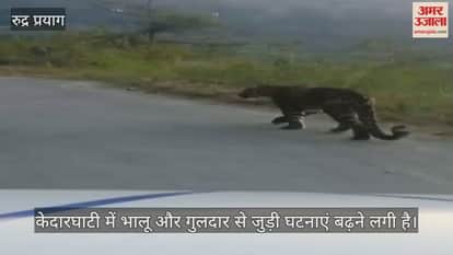 Leopard is roaming around in broad daylight causing panic in Kedarnath valley