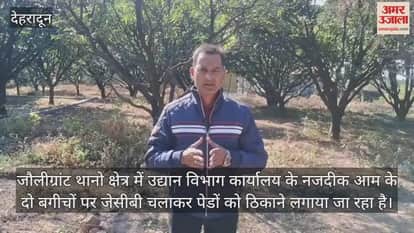 Jolly Grant News Mango orchards are being cut down in areas under the control of horticulture department