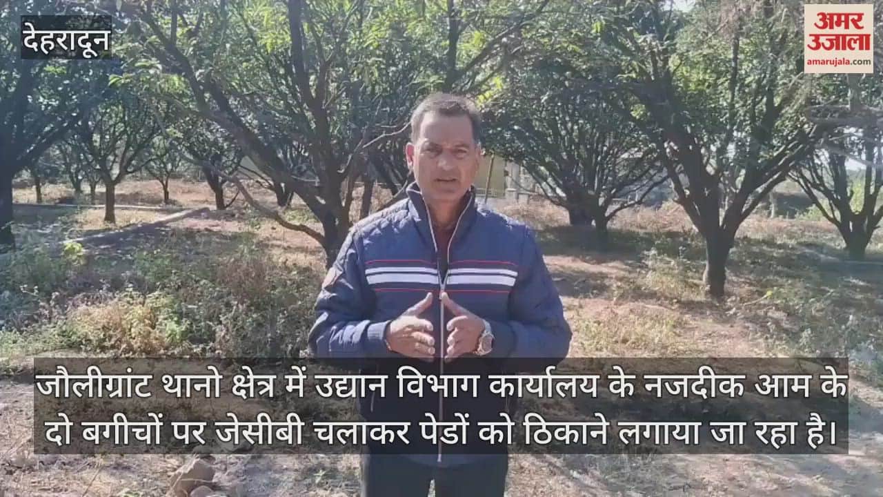 Jolly Grant News Mango orchards are being cut down in areas under the control of horticulture department