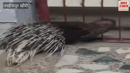 porcupine entered a house in Lakhimpur Kheri at midnight