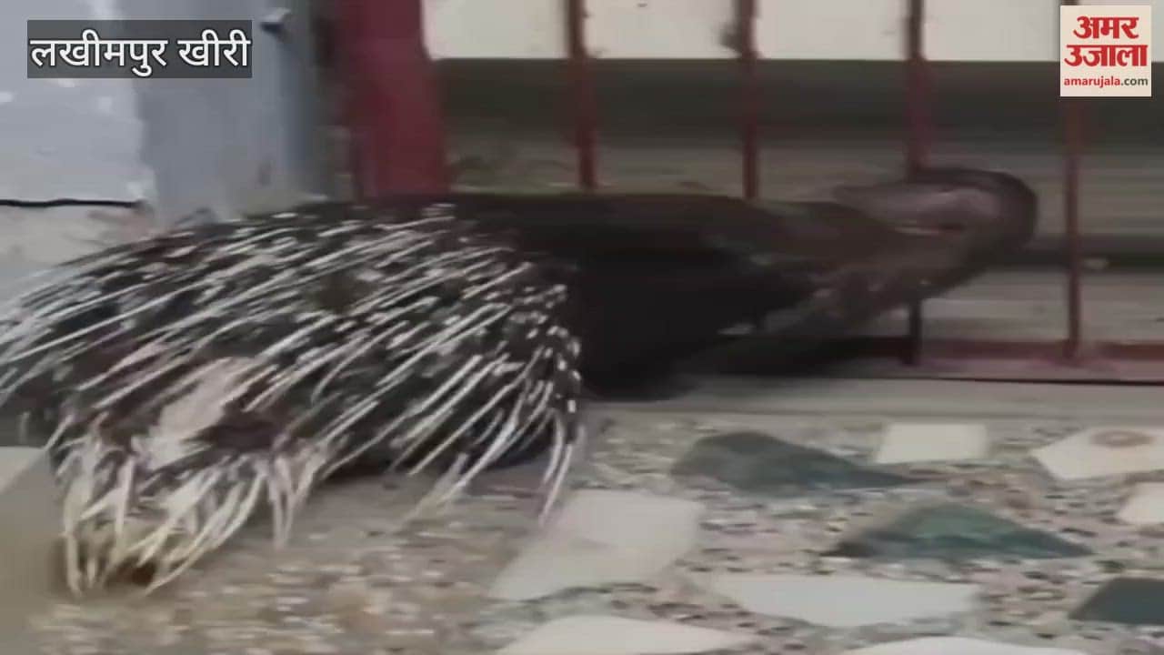 porcupine entered a house in Lakhimpur Kheri at midnight