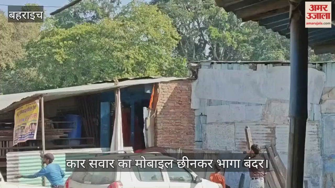बहराइच के बिछिया बाजार में कार सवार का मोबाइल छीनकर भागा बंदर, मशक्कत के बाद वापस मिला