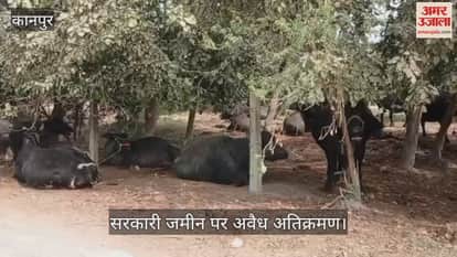 कानपुर: कुरसौली नहर मार्ग पर वन विभाग की जमीन पर बना दिया भैंसों का तबेला