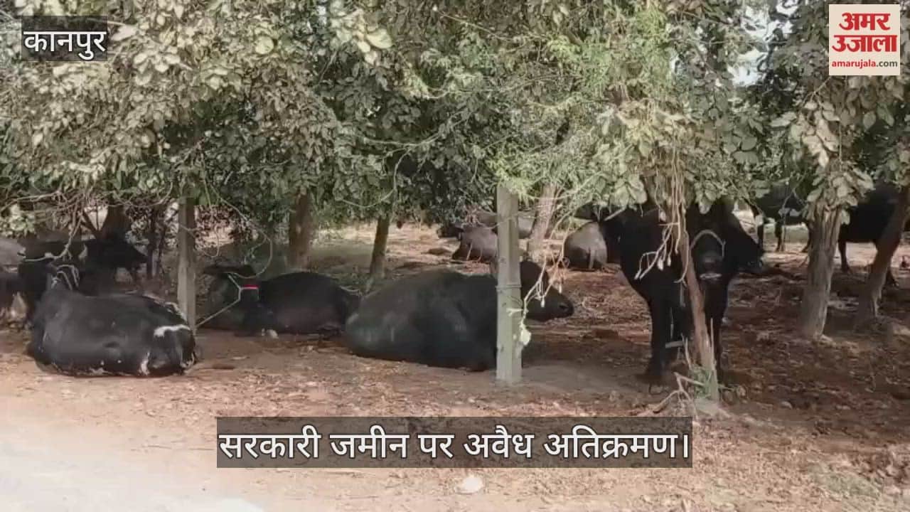 कानपुर: कुरसौली नहर मार्ग पर वन विभाग की जमीन पर बना दिया भैंसों का तबेला