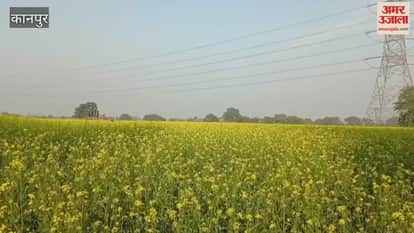 Kanpur: Farmers are expecting a bumper crop of oilseeds this time