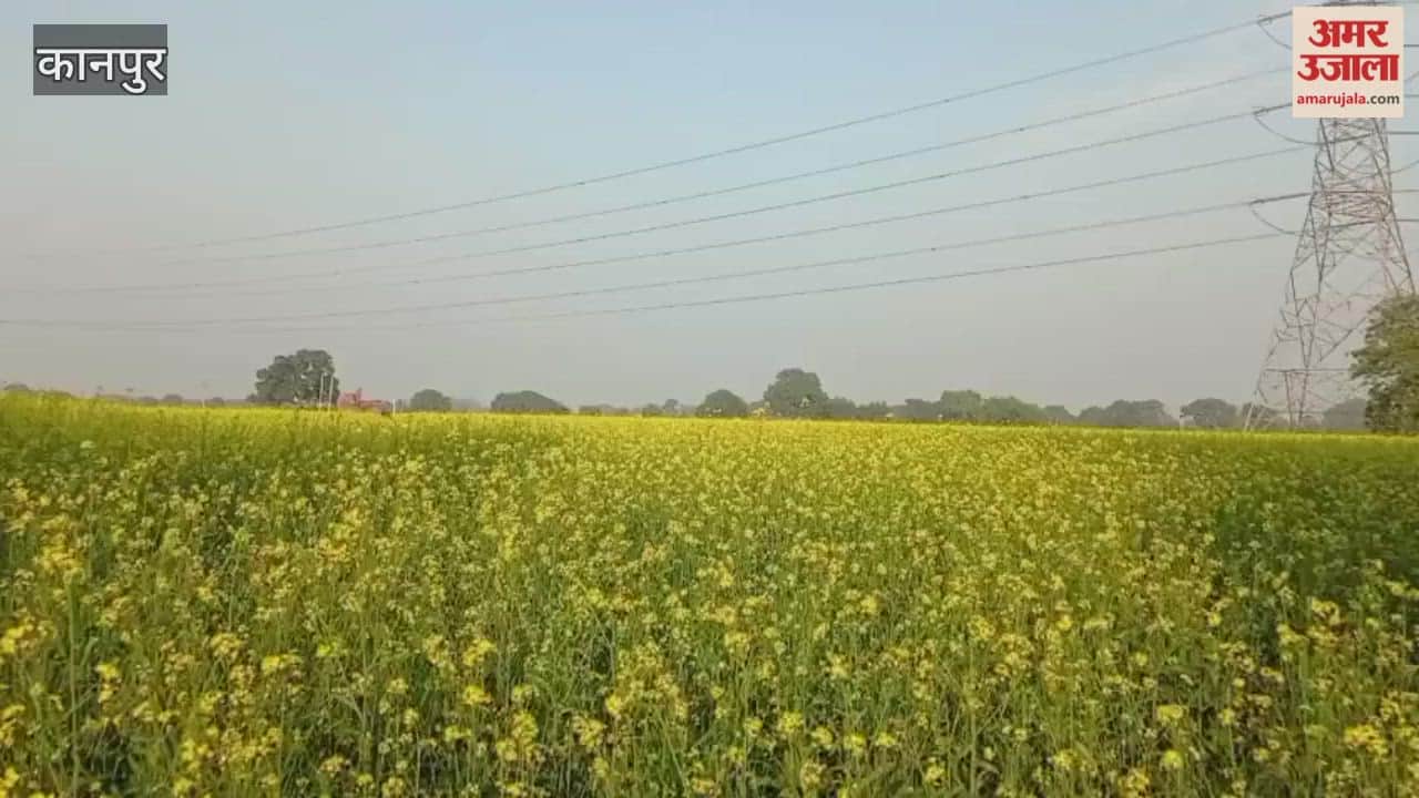 Kanpur: Farmers are expecting a bumper crop of oilseeds this time