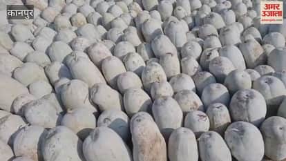 Due to the lack of traders, pumpkins are dumped in the fields, farmers' hopes are dashed