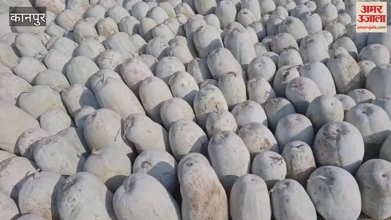 Due to the lack of traders, pumpkins are dumped in the fields, farmers' hopes are dashed