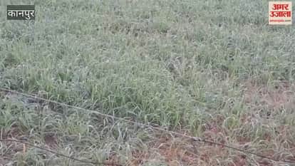Spray urea after the first irrigation of wheat, and the field will be filled with weeds