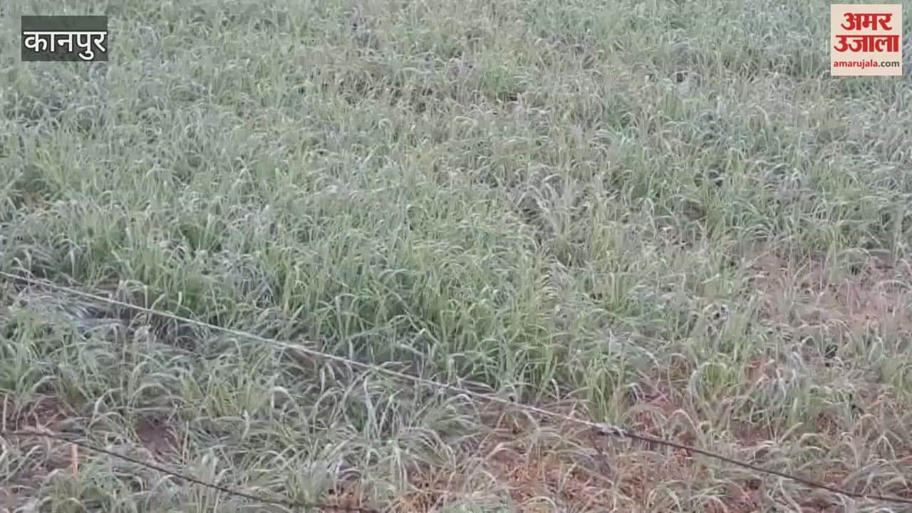 Spray urea after the first irrigation of wheat, and the field will be filled with weeds
