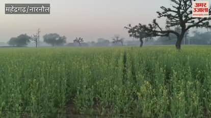 Narnaul gets relief from cold as temperature drops to 1.02 degrees Celsius in two days