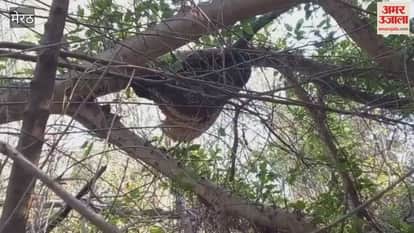 Meerut: Bees attack in CCSU Tapovan, several people stung