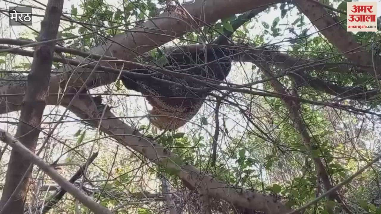 Meerut: Bees attack in CCSU Tapovan, several people stung