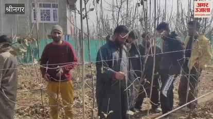 Unidentified Persons Cut Down Dozens of Italian Plants in Check Keller Orchard