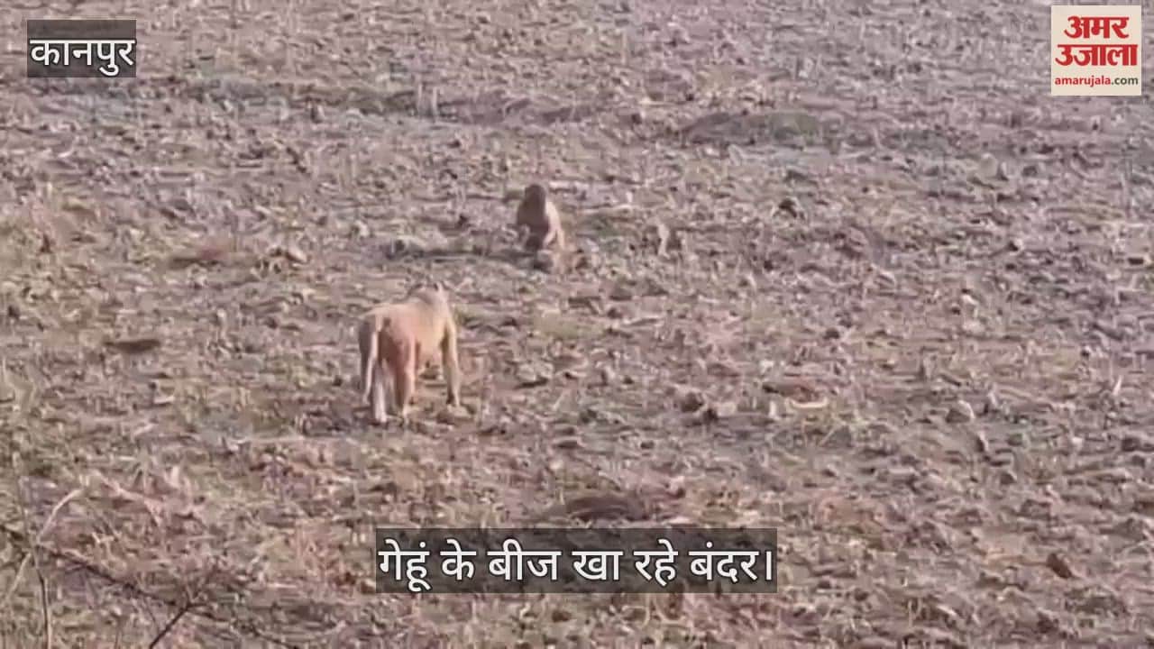 कानपुर: भीतरगांव के करचुलीपुर उमरा गांव में 200 से अधिक लालमुंह वाले बंदरों का आतंक