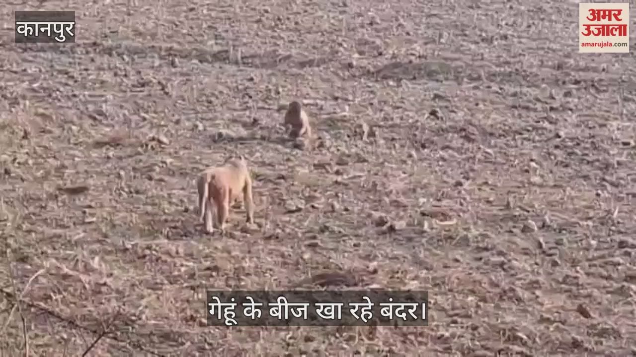 कानपुर: भीतरगांव के करचुलीपुर उमरा गांव में 200 से अधिक लालमुंह वाले बंदरों का आतंक