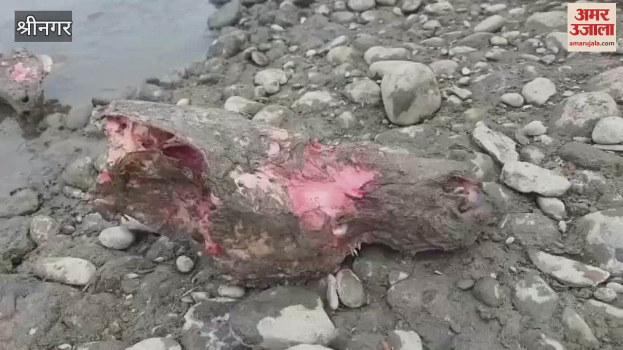 Suspicious Animal Skulls Recovered Near Nallah Sindh in Kangan
