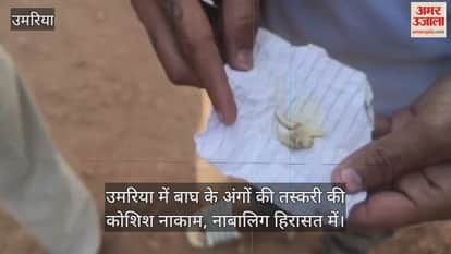 Umaria News: Minor caught attempting to smuggle tiger teeth and claws