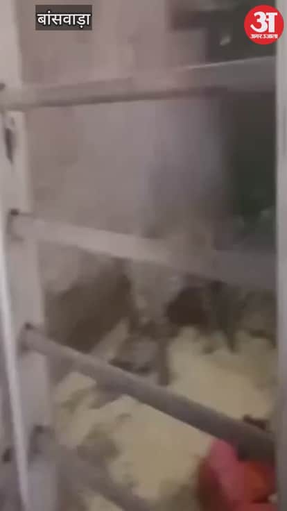 Banswara News: Leopard attacks teen, enters house and collapses; dies after under mysterious circumstances