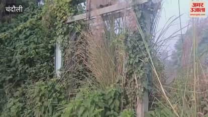 Grass and weeds have taken over transformer in chandauli