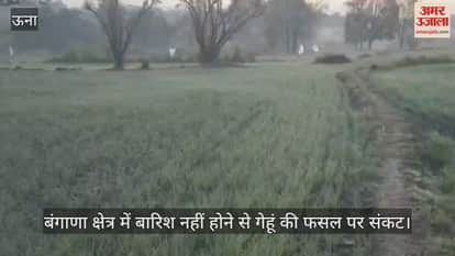 Wheat crop in danger due to lack of rain in Bangana region